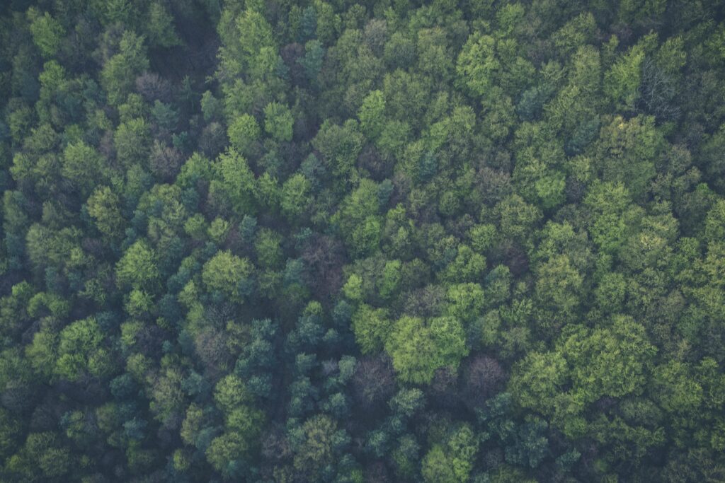 pexels markusspiske 113338